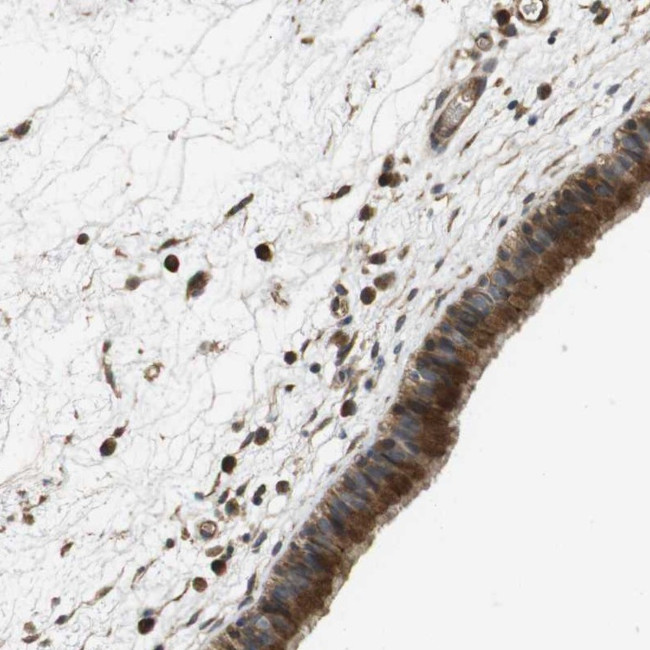 PCDHB10 Antibody in Immunohistochemistry (Paraffin) (IHC (P))