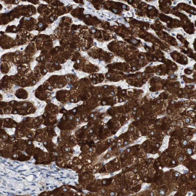 FMO3 Antibody in Immunohistochemistry (Paraffin) (IHC (P))