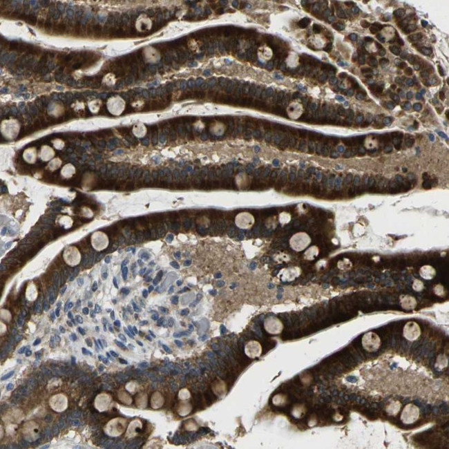 KIAA1024L Antibody in Immunohistochemistry (Paraffin) (IHC (P))
