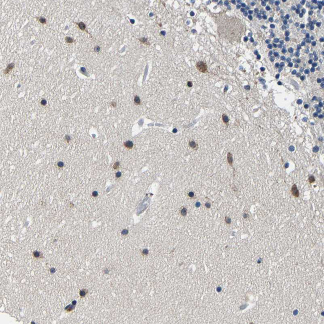PCNXL2 Antibody in Immunohistochemistry (Paraffin) (IHC (P))