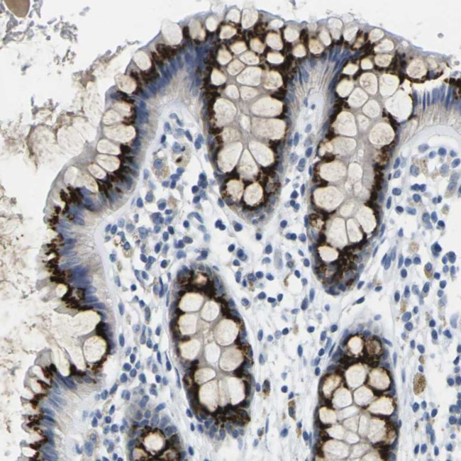 FAM3D Antibody in Immunohistochemistry (Paraffin) (IHC (P))