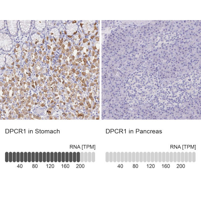 DPCR1 Antibody in Immunohistochemistry (IHC)
