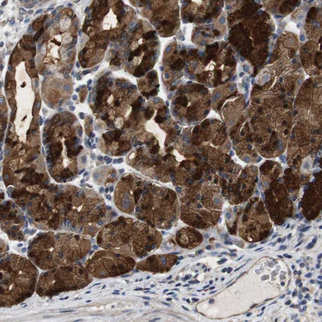 Cnpy4 Antibody in Immunohistochemistry (Paraffin) (IHC (P))