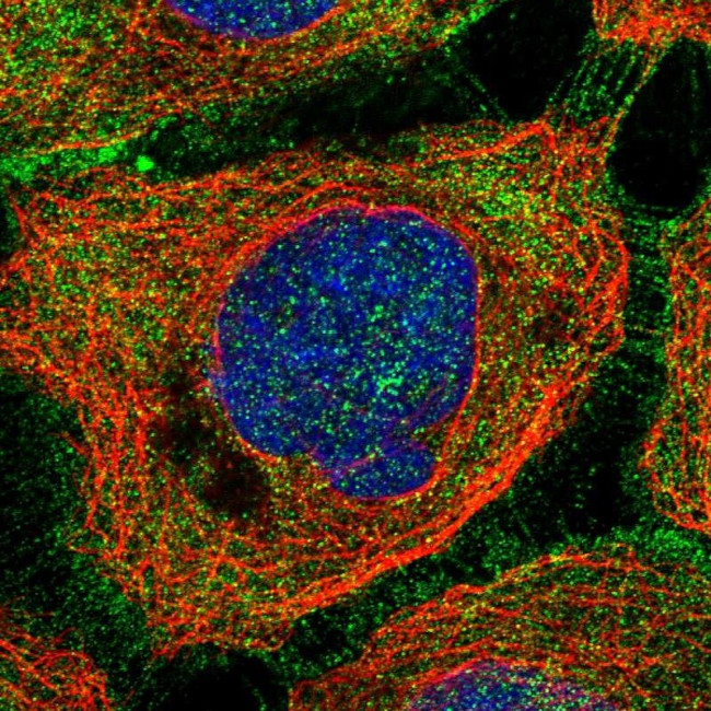 Axotrophin Antibody in Immunocytochemistry (ICC/IF)