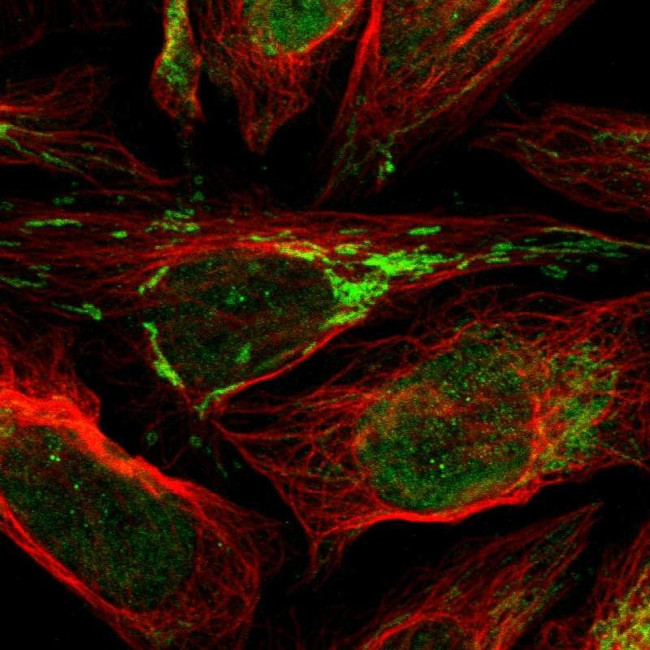 C18orf19 Antibody in Immunocytochemistry (ICC/IF)