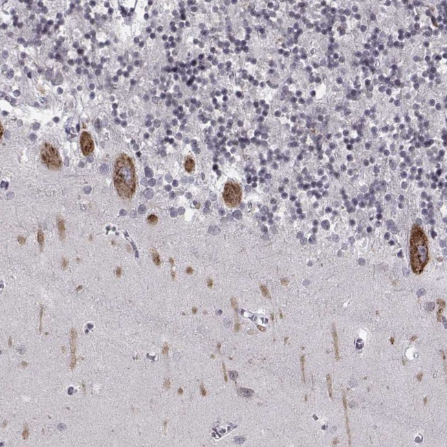MARCH4 Antibody in Immunohistochemistry (IHC)