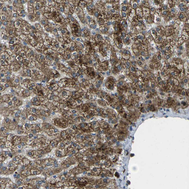 SIGLEC14 Antibody in Immunohistochemistry (Paraffin) (IHC (P))