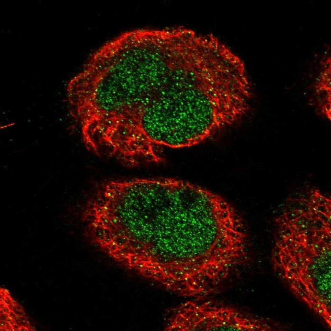 TMEM194A Antibody in Immunocytochemistry (ICC/IF)