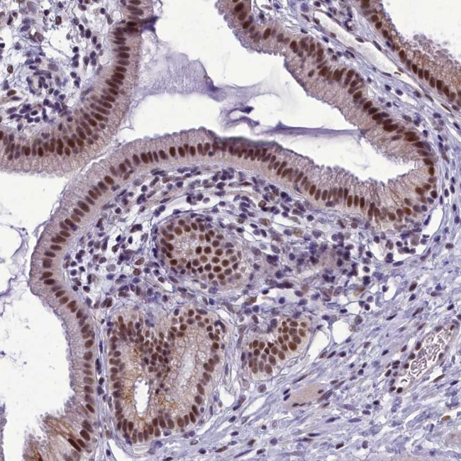 CEACAM19 Antibody in Immunohistochemistry (Paraffin) (IHC (P))