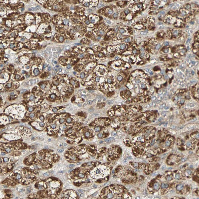 PCDHB4 Antibody in Immunohistochemistry (Paraffin) (IHC (P))