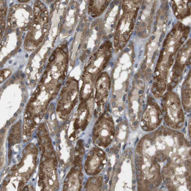 RNF130 Antibody in Immunohistochemistry (Paraffin) (IHC (P))