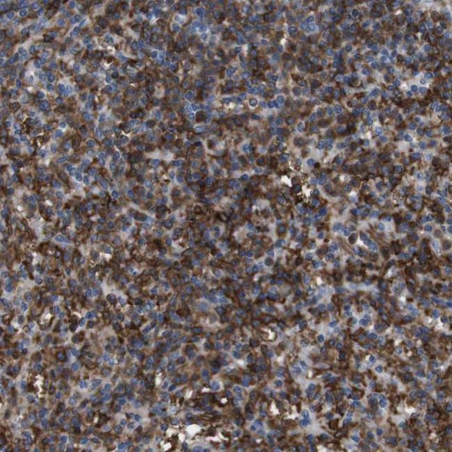 CD300c Antibody in Immunohistochemistry (Paraffin) (IHC (P))