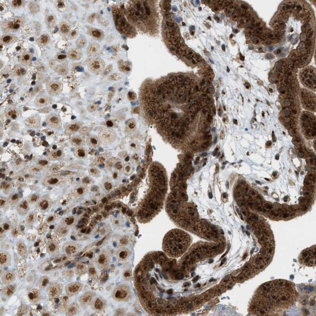 C10orf118 Antibody in Immunohistochemistry (Paraffin) (IHC (P))