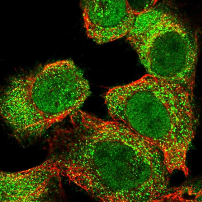 SLC22A23 Antibody in Immunocytochemistry (ICC/IF)
