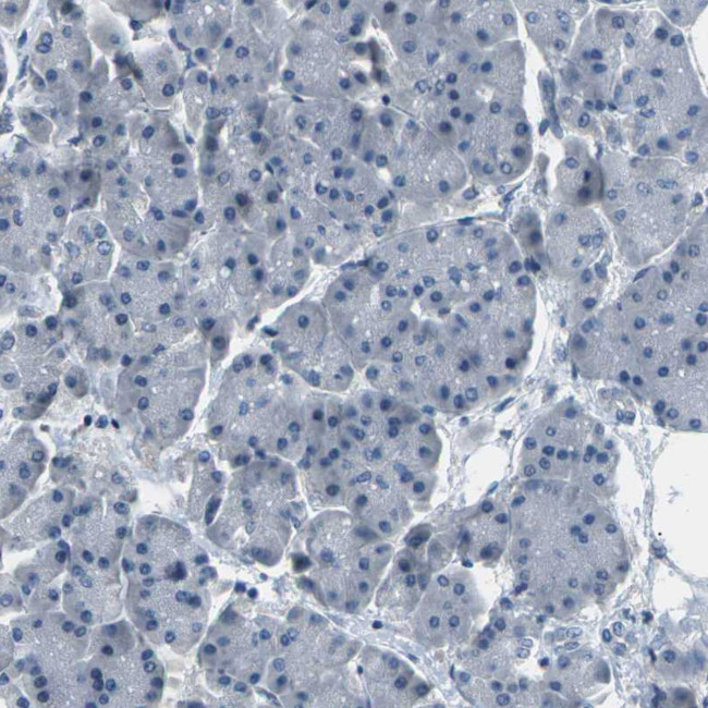 SLC13A3 Antibody in Immunohistochemistry (Paraffin) (IHC (P))