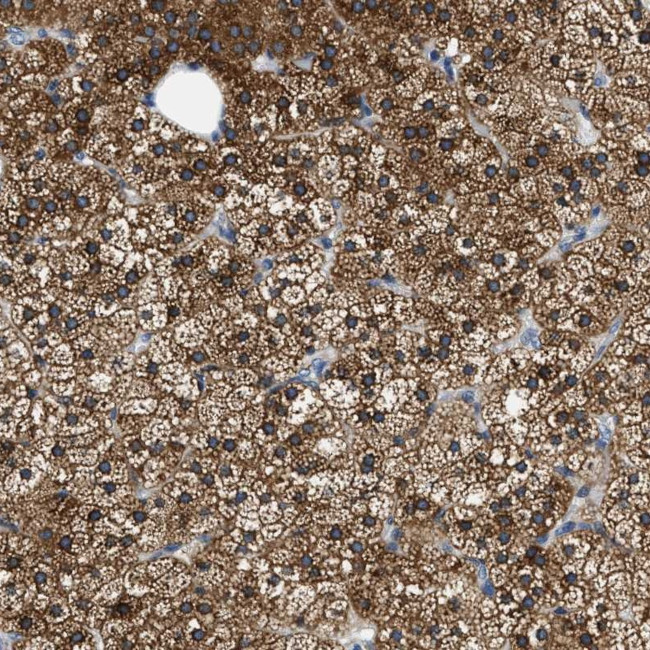 ALDH3A2 Antibody in Immunohistochemistry (Paraffin) (IHC (P))