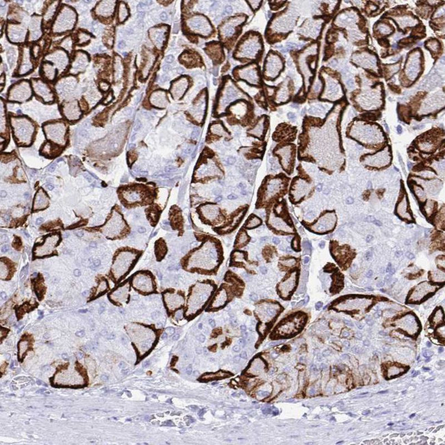 Aquaporin 4 Antibody in Immunohistochemistry (Paraffin) (IHC (P))