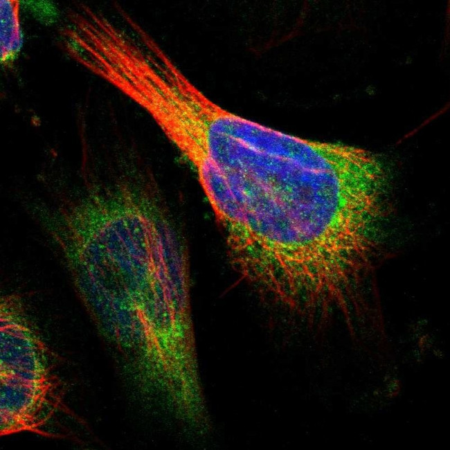 CLPTM1L Antibody in Immunocytochemistry (ICC/IF)