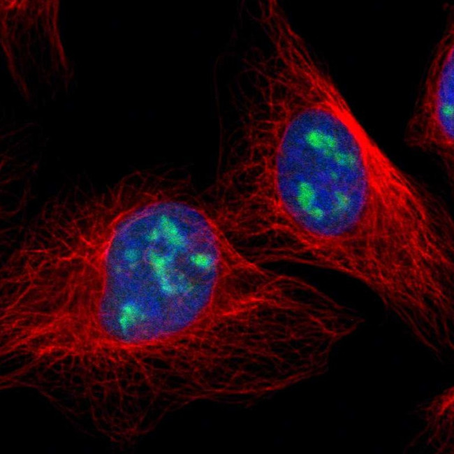 DDX47 Antibody in Immunocytochemistry (ICC/IF)