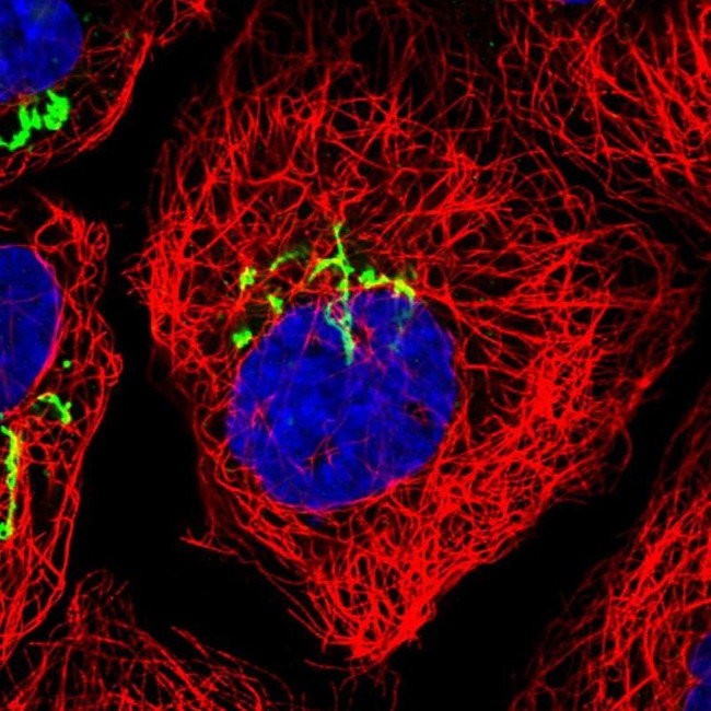 ZFPL1 Antibody in Immunocytochemistry (ICC/IF)