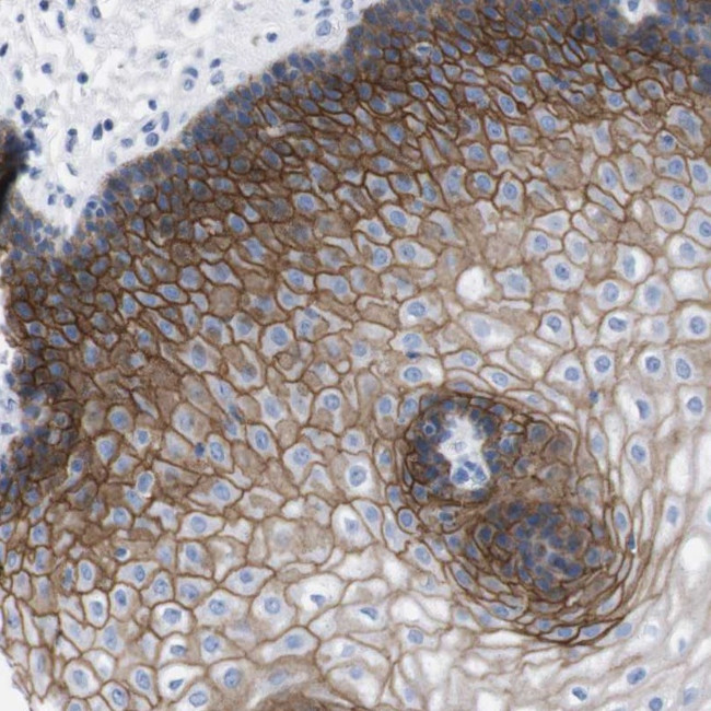 TMEM243 Antibody in Immunohistochemistry (Paraffin) (IHC (P))