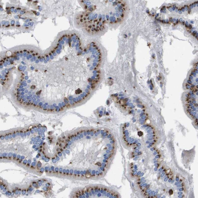 SLC37A2 Antibody in Immunohistochemistry (Paraffin) (IHC (P))