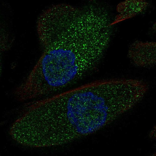 NKCC2 Antibody in Immunocytochemistry (ICC/IF)