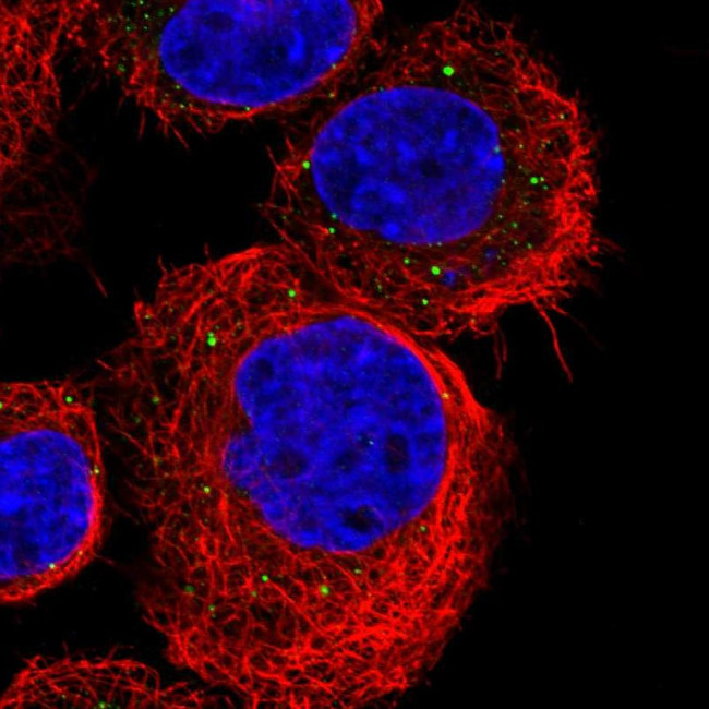 TMEM234 Antibody in Immunocytochemistry (ICC/IF)