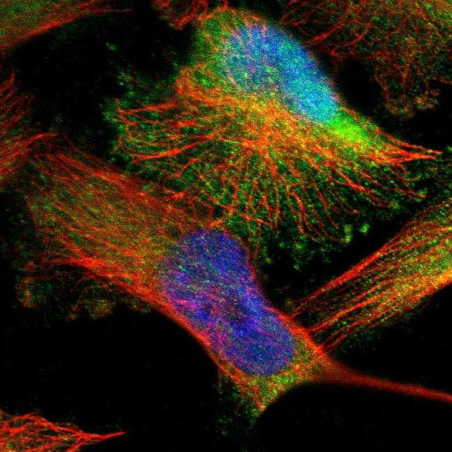 DENND4C Antibody in Immunocytochemistry (ICC/IF)
