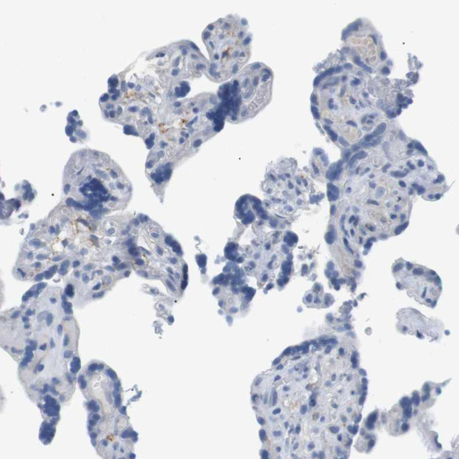 FCGRT Antibody in Immunohistochemistry (Paraffin) (IHC (P))