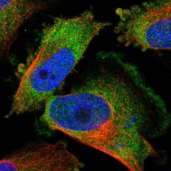 KCTD3 Antibody in Immunocytochemistry (ICC/IF)