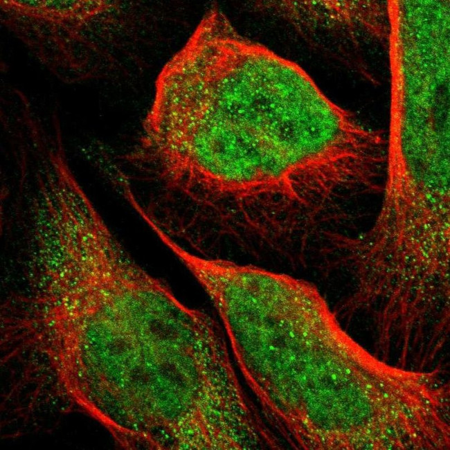 PCTAIRE2 Antibody in Immunocytochemistry (ICC/IF)