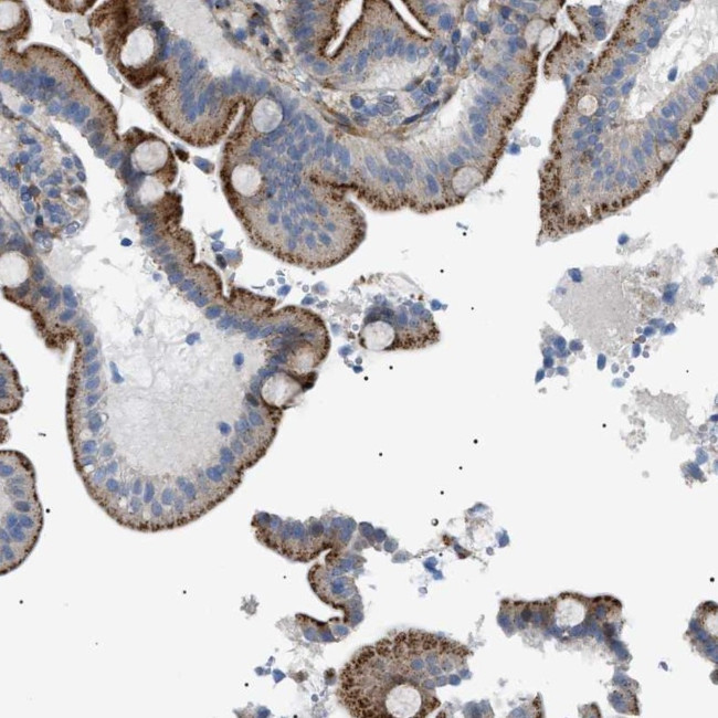SFXN5 Antibody in Immunohistochemistry (Paraffin) (IHC (P))