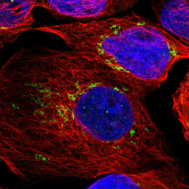 TXNDC15 Antibody in Immunocytochemistry (ICC/IF)