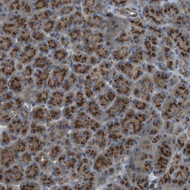 TMEM115 Antibody in Immunohistochemistry (Paraffin) (IHC (P))