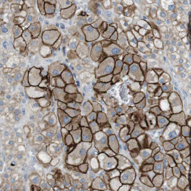 TYW1 Antibody in Immunohistochemistry (Paraffin) (IHC (P))