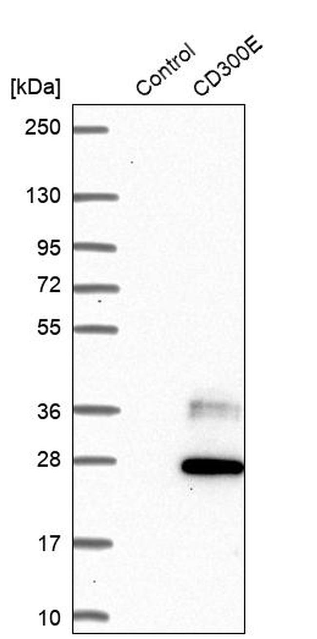 CD300e Antibody in Western Blot (WB)
