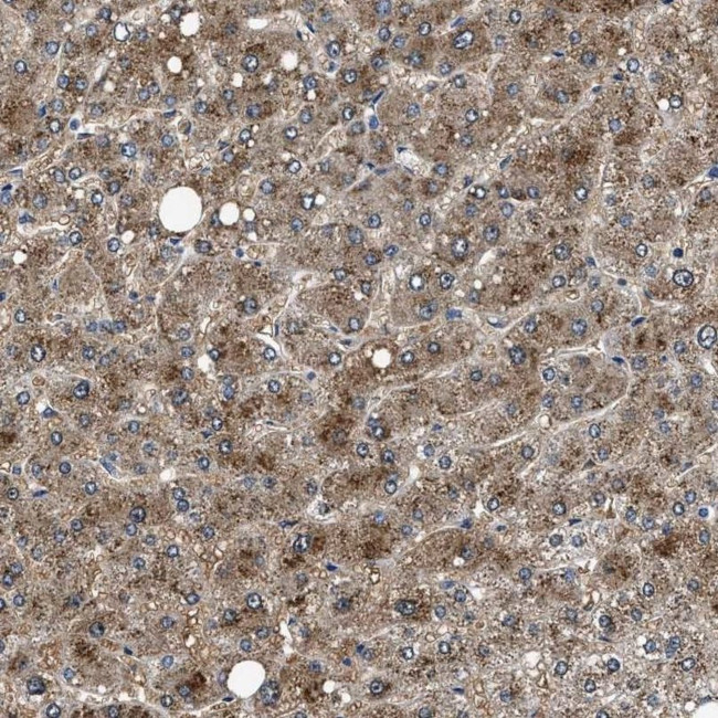 NEU1 Antibody in Immunohistochemistry (IHC)