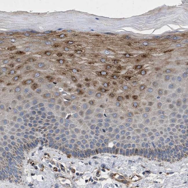HSPA12B Antibody in Immunohistochemistry (Paraffin) (IHC (P))