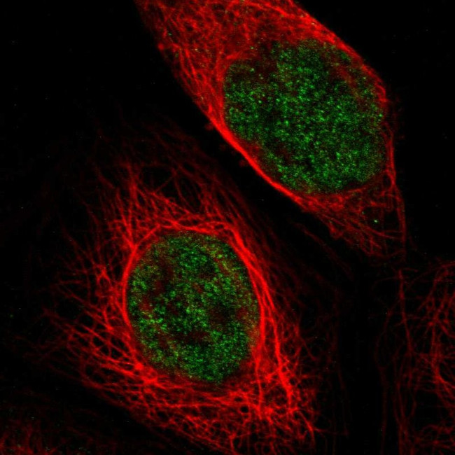 TSPAN2 Antibody in Immunocytochemistry (ICC/IF)