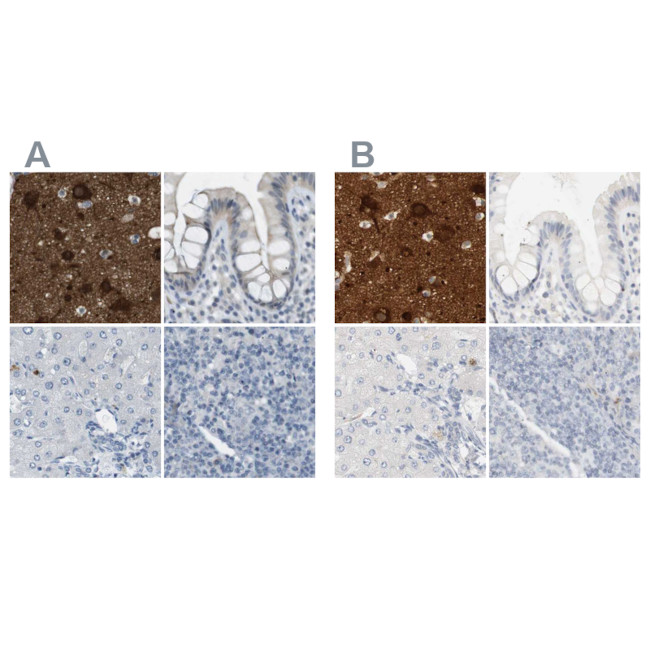RTN3 Antibody in Immunohistochemistry (IHC)