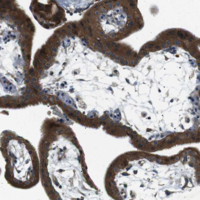 TMEM74 Antibody in Immunohistochemistry (Paraffin) (IHC (P))