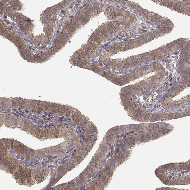 Laminin alpha-4 Antibody in Immunohistochemistry (Paraffin) (IHC (P))