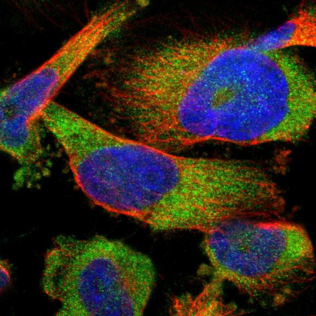 FAM69A Antibody in Immunocytochemistry (ICC/IF)