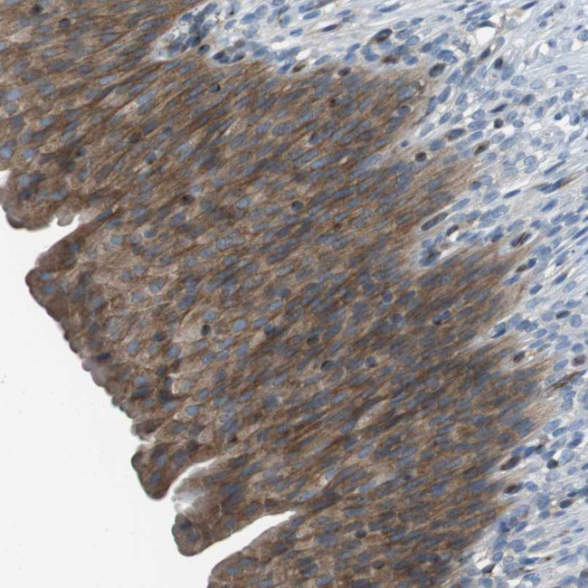 CDH26 Antibody in Immunohistochemistry (Paraffin) (IHC (P))