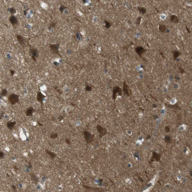 MFAP3 Antibody in Immunohistochemistry (Paraffin) (IHC (P))