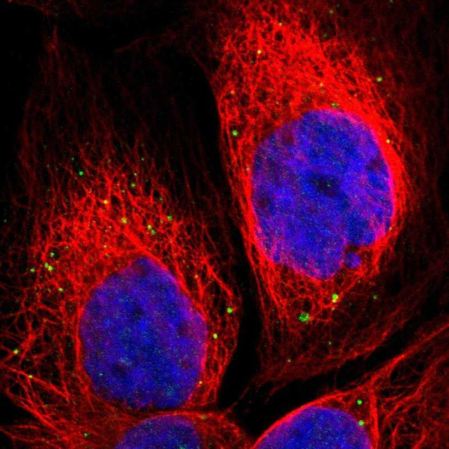 Neurensin 2 Antibody in Immunocytochemistry (ICC/IF)