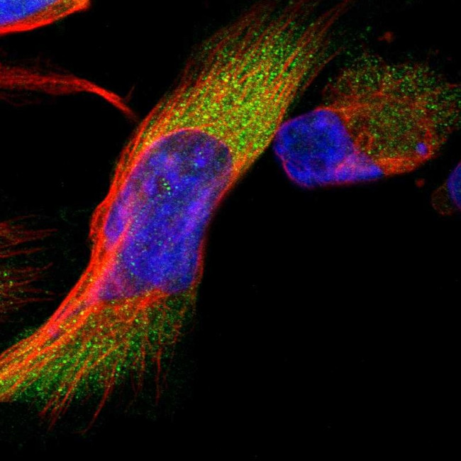 LMLN Antibody in Immunocytochemistry (ICC/IF)