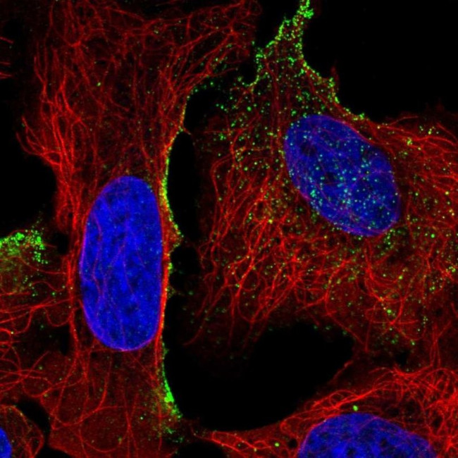 TMTC4 Antibody in Immunocytochemistry (ICC/IF)