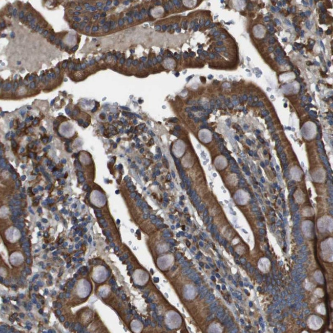 CNPY3 Antibody in Immunohistochemistry (Paraffin) (IHC (P))